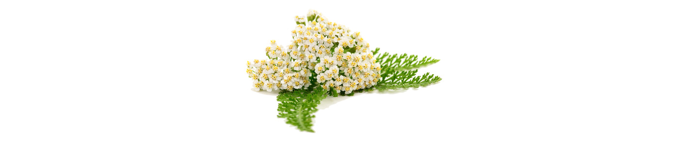 Yarrow Extract