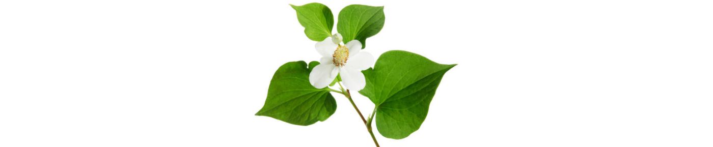 Fish mint