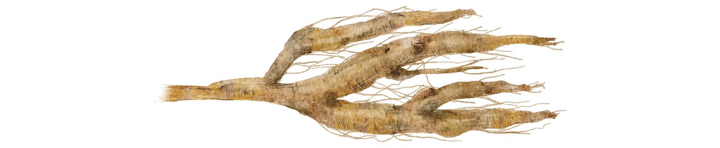 Kudzu root extract