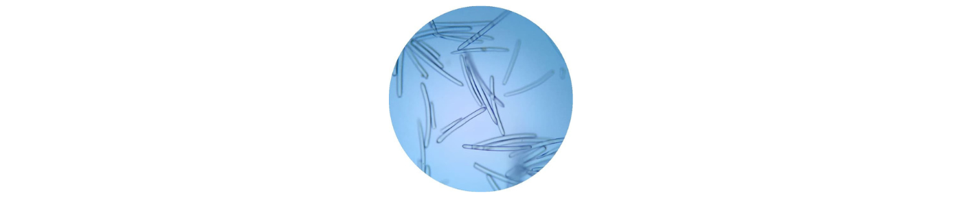 Spongilla Spicules